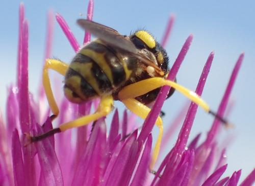 Dalmannia aculeata